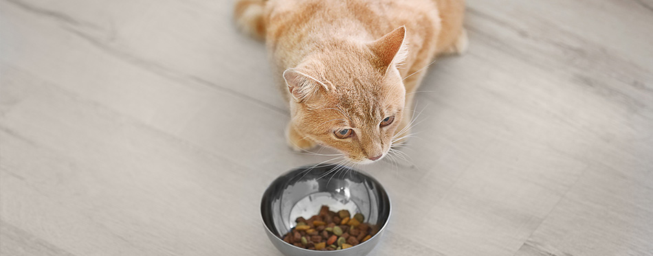 The Best Cat Food for Sensitive Stomachs in 2022