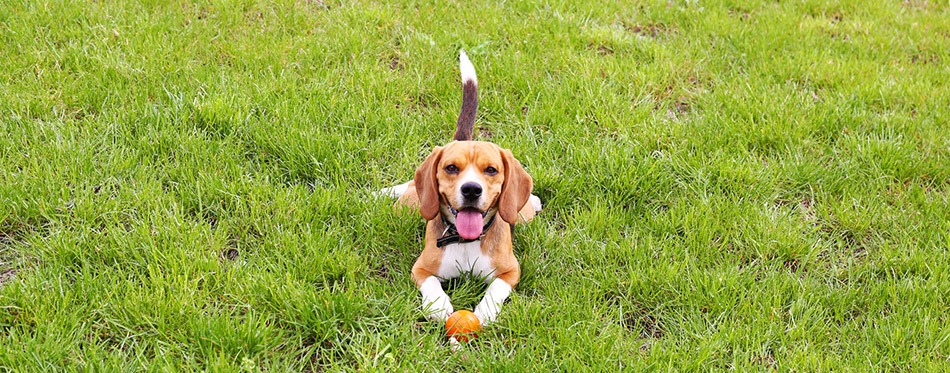 Cute dog in park