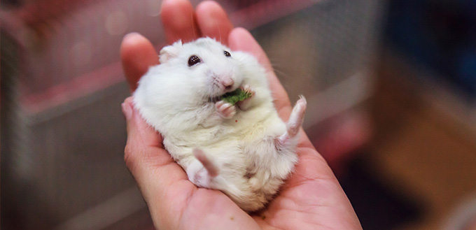 Cute hungry hamster