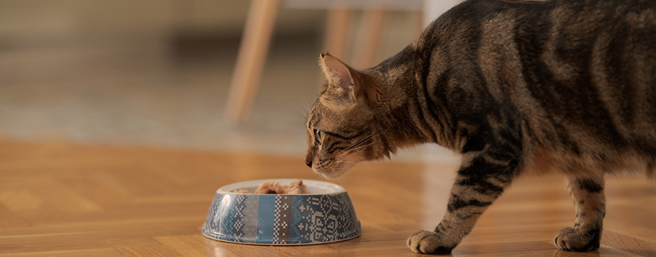 Cute short hair cat eating food