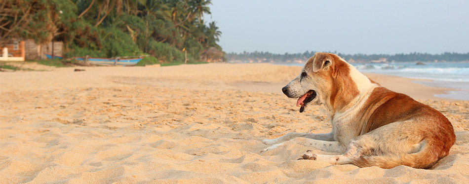 Dog at the beach