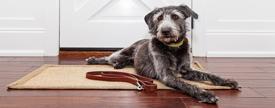 Dog laying at the doormat