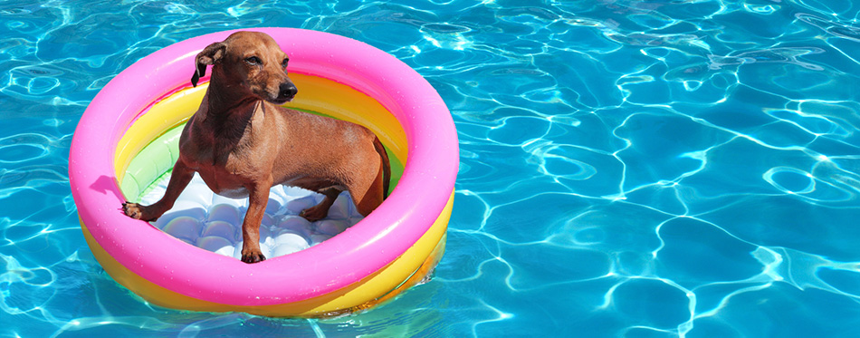 Dog on airbed in pool