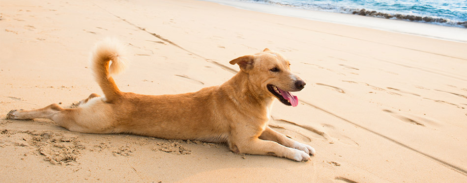 Dog on the beach