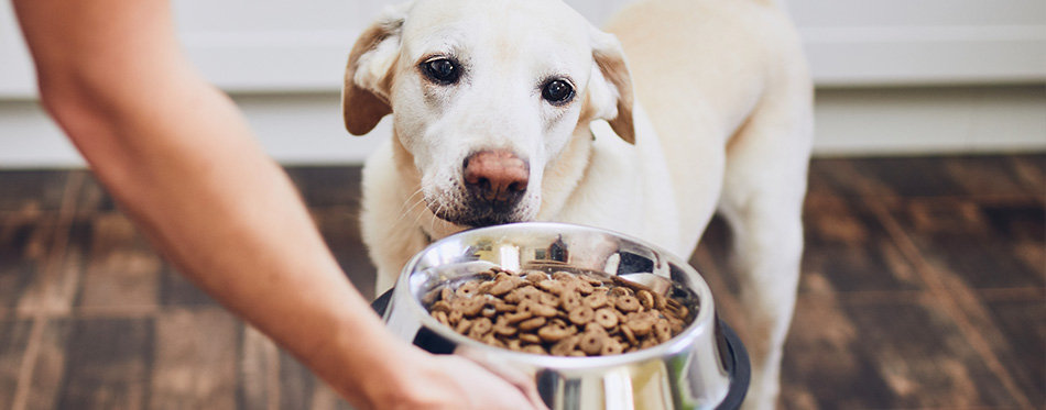 The Best Dog Food for Seizures (Review) in 2021 | My Pet Needs That