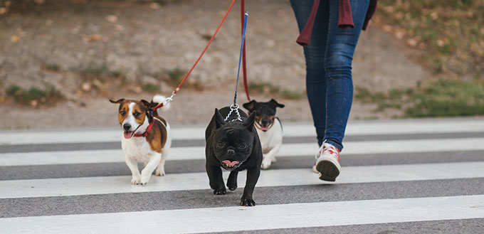 Dog walker crossing a street with dogs