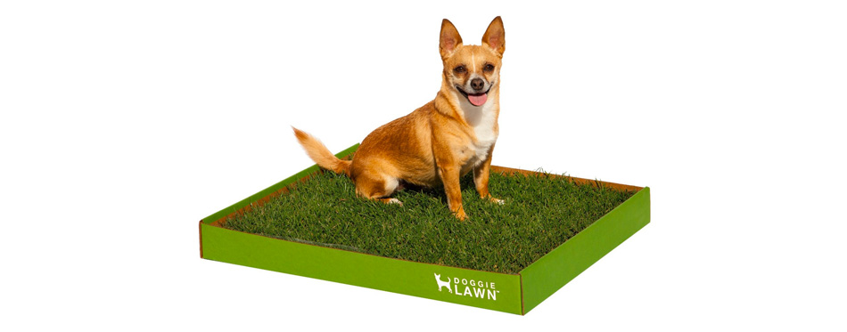 DoggieLawn Real Grass Dog Potty