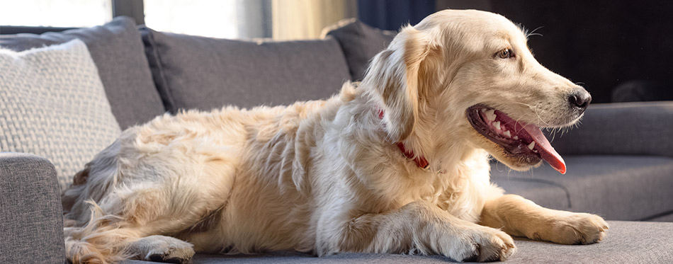 Golden retriever dog