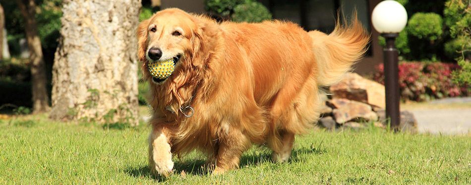 Golden retriever running