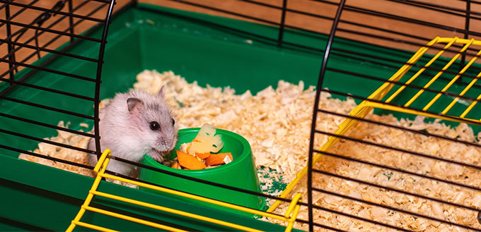 Hamster eating inside his cage