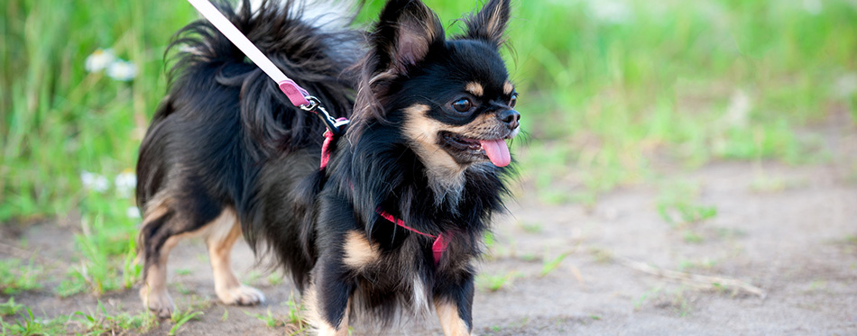 Long-haired tricolor Chihuahua dog in harness