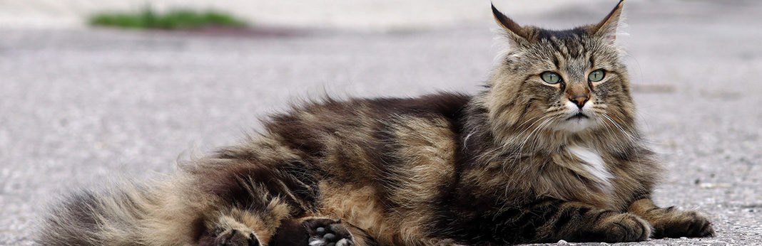 images of norwegian forest cats