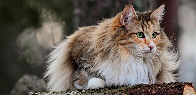 facts about norwegian forest cats