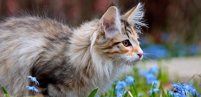 Norwegian forest cat and blue flowers