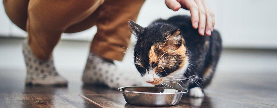 Owner feeding the cat