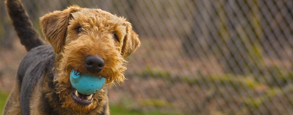 Playful airedale terrier dog