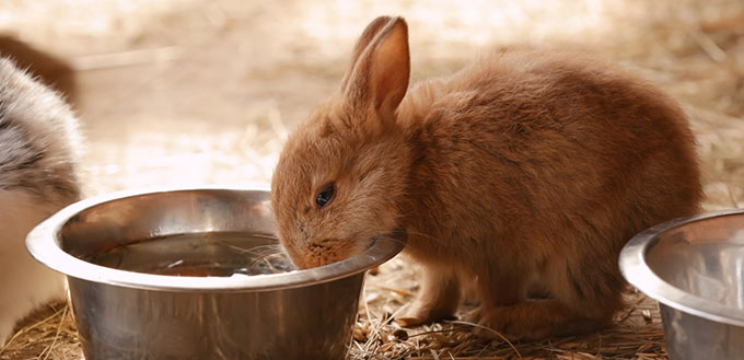 Rabbit drinking water