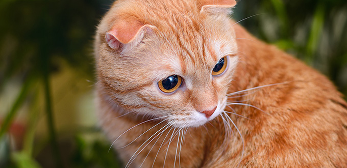 Red scottish fold cat crying