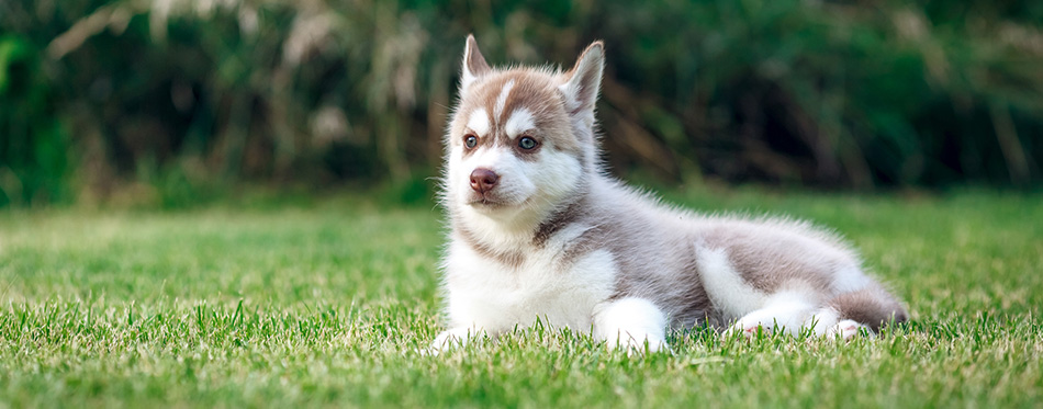 Siberian Husky on the green grass