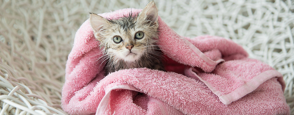 Soggy kitten after a bath