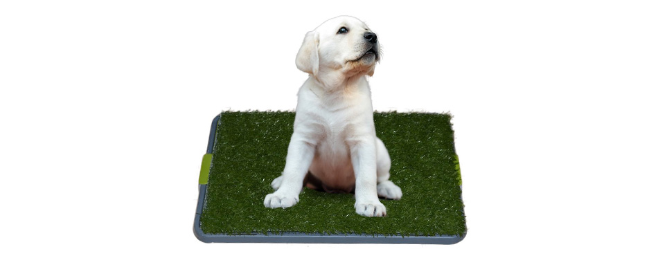 Sonnyridge Easy Dog Potty 