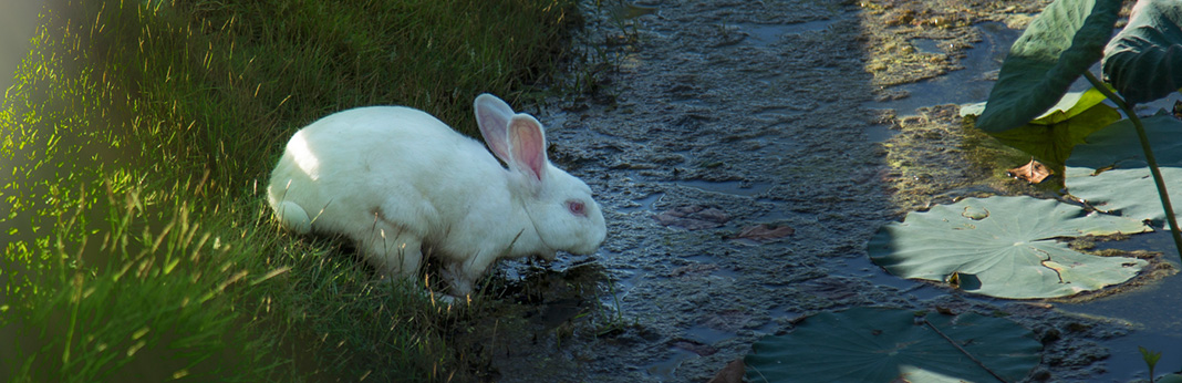 What Do Rabbits Drink