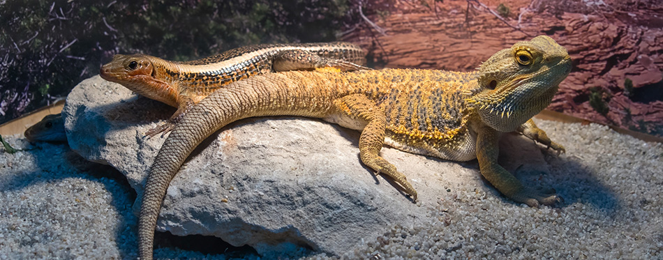 bearded dragon in terrarium