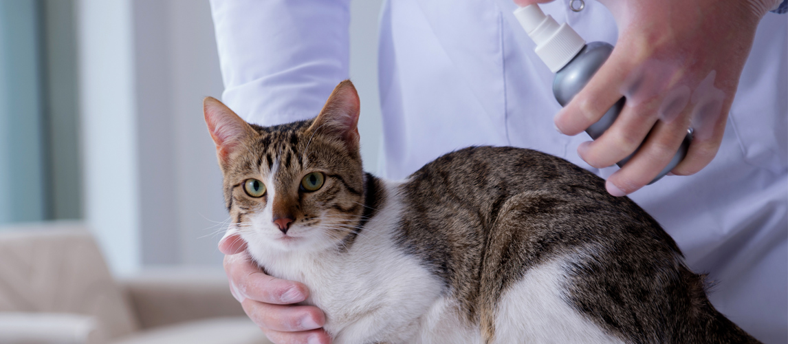 best-cat-calming-spray