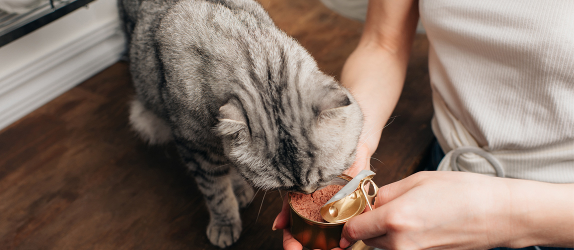 The Best Cat Food For Indoor Cats Review In 2021 My Pet Needs That