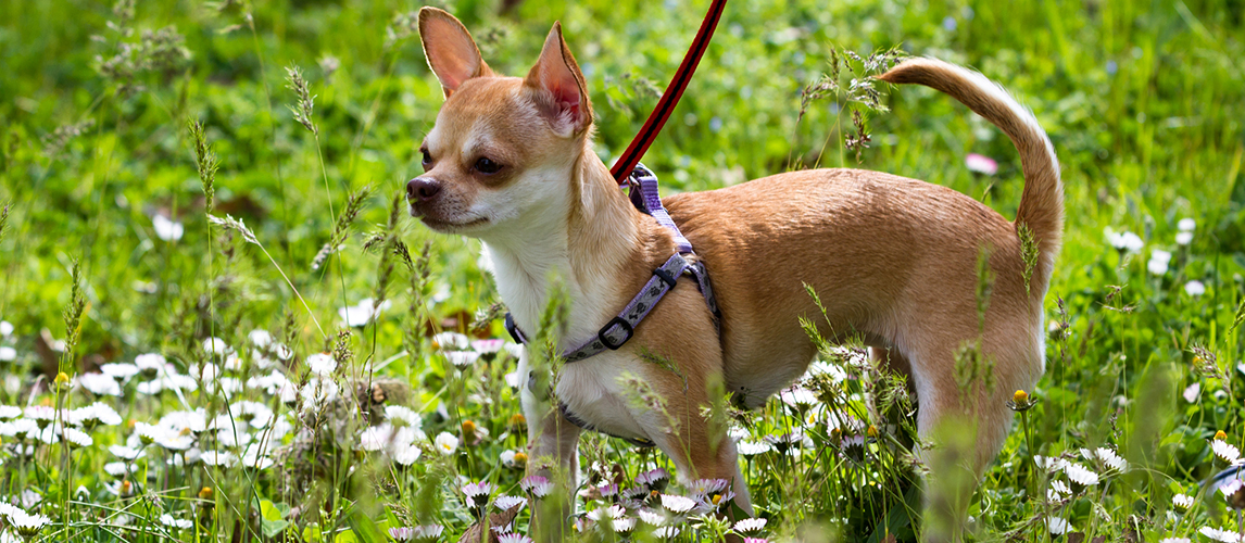 best-chihuahua-harness