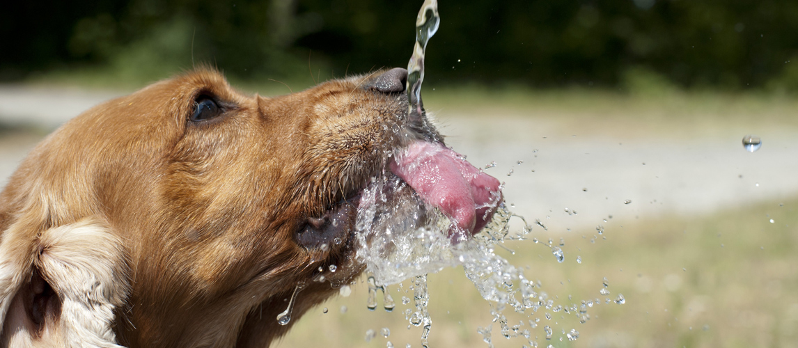 best-dog-crate-water-bottle