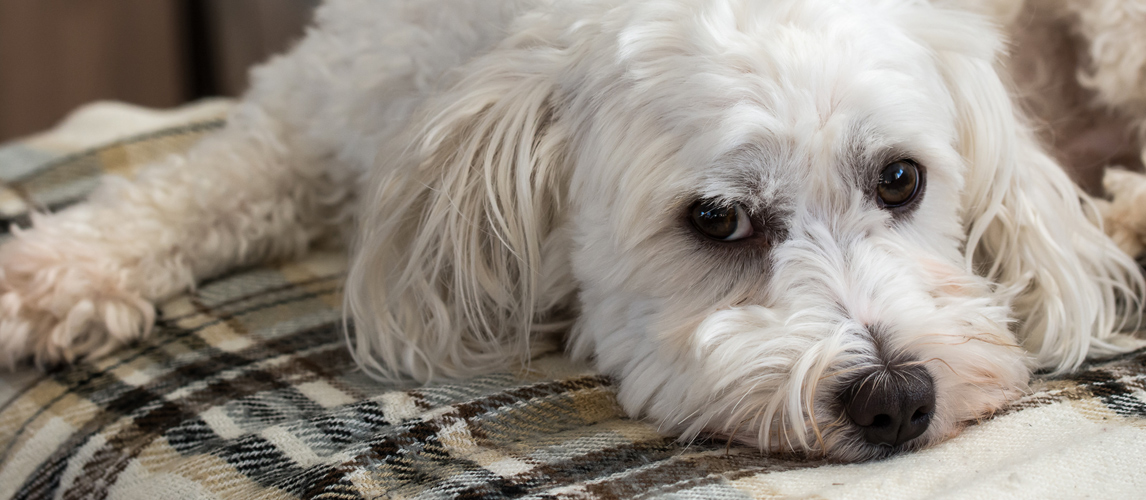 best-dog-orthopedic-bed