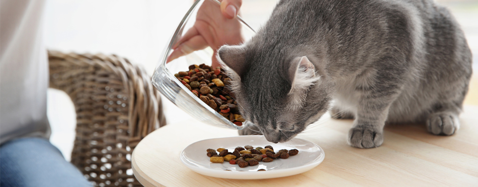 best dry cat food