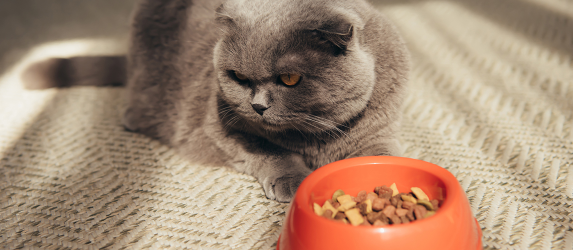 best-high-fiber-cat-food