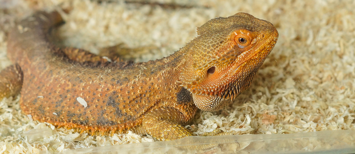 sand mat bearded dragon