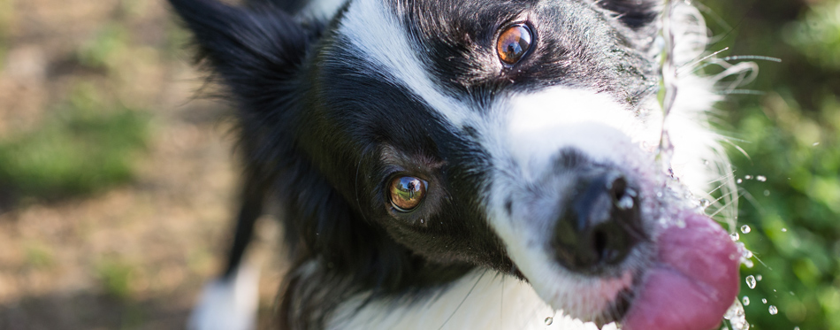 border collie drinking water