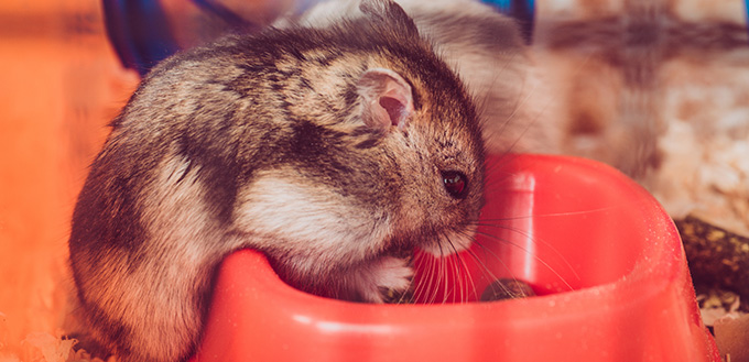 cute hamster eating from orange plastic bowl