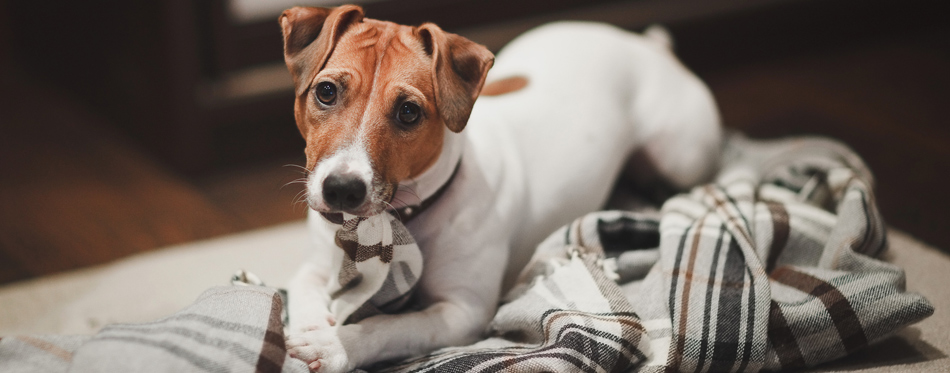 dog chewing blanket