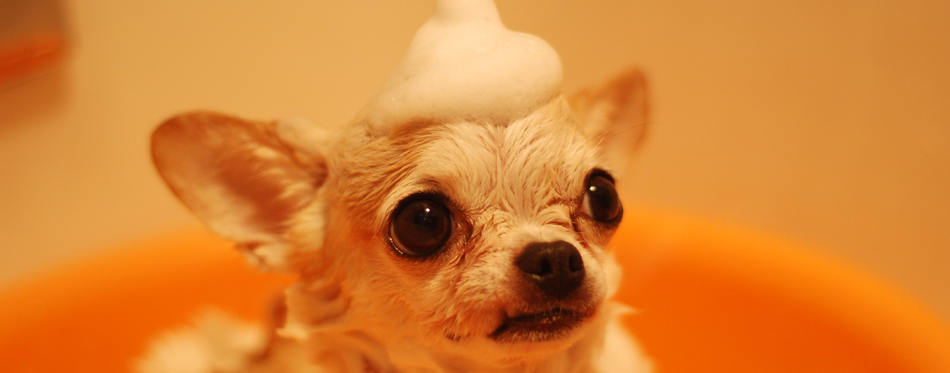 dog in a bath tub