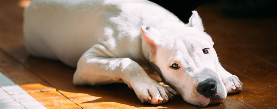 dog laying down