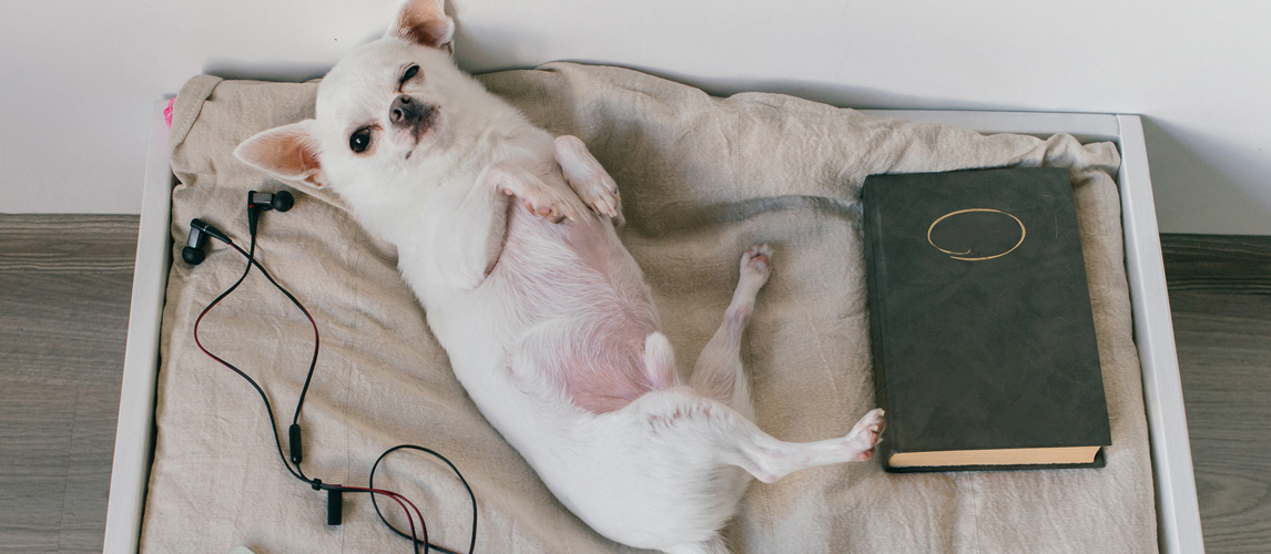 dog laying in bed