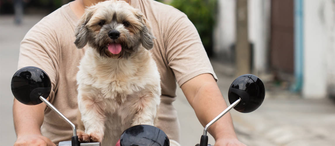 dog-riding-on-a-motorcycle