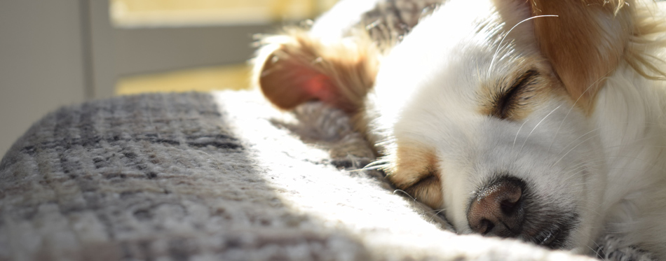 dog sleeping on a mat