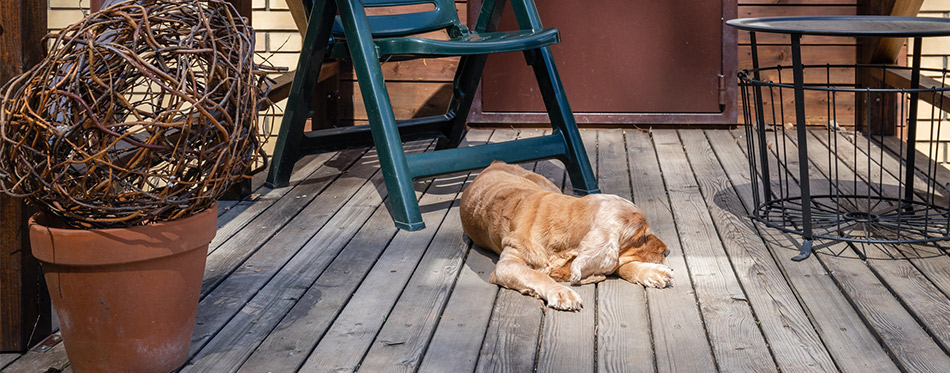 dog spaniel sleeping