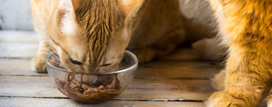 feline food for constipation