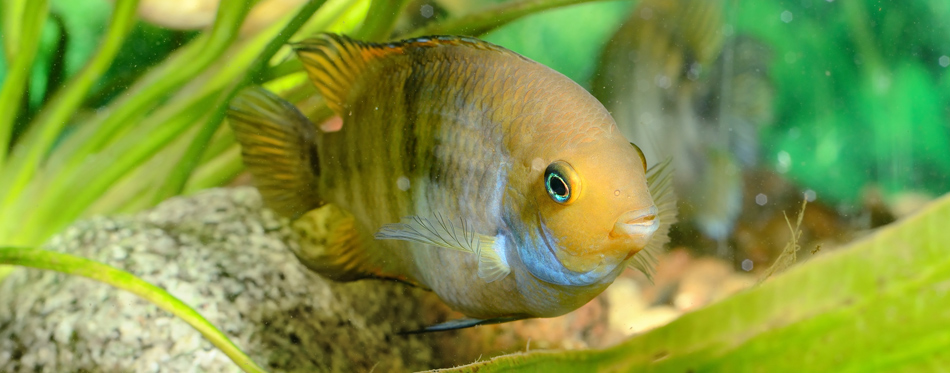 fish in an aquarium