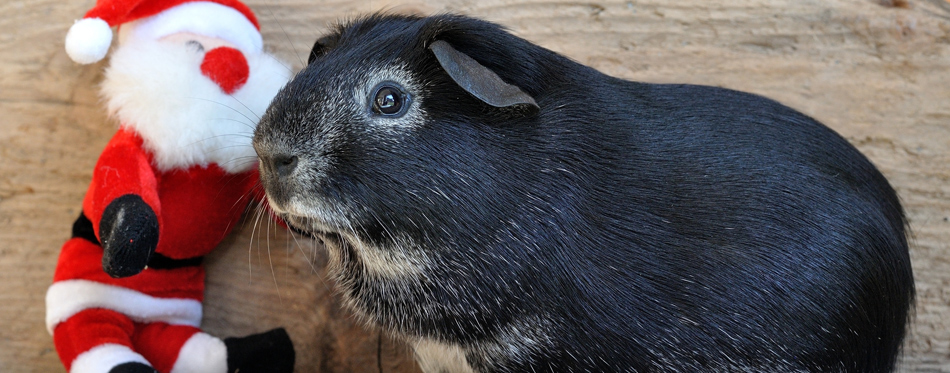 guinea pig toy