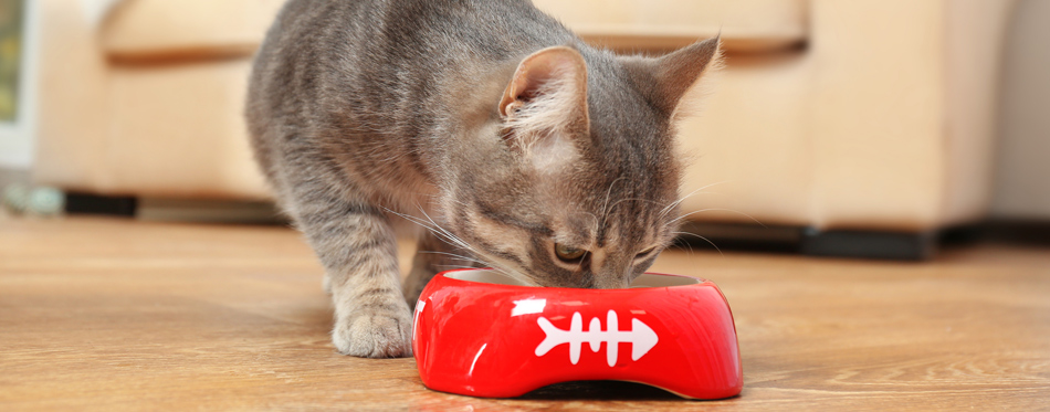 indoor cat eating