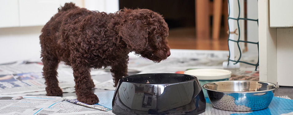 miniature poodle puppy eating food