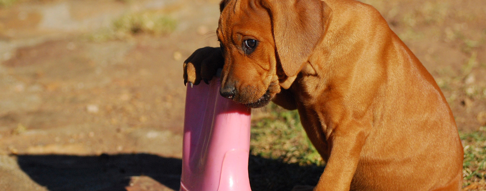 puppy chewing boots